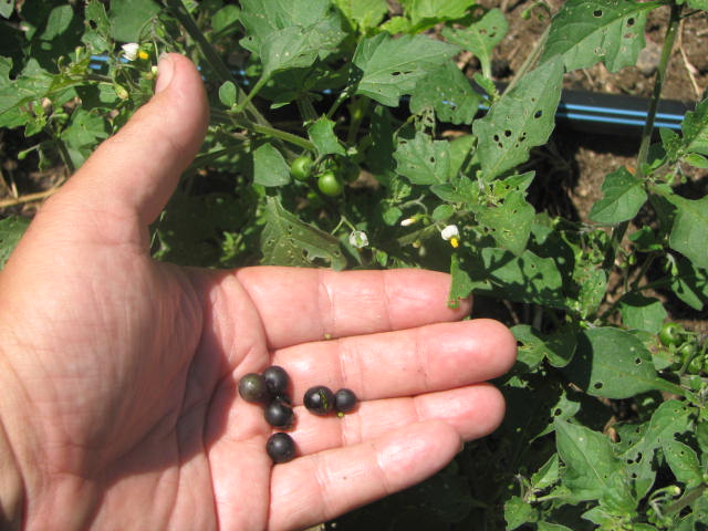 معرفی و راهنمای پرورش درختان میوه - جالتومِیت